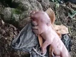 Geger! Babi Lahirkan Anak Mirip Manusia Bermata Satu