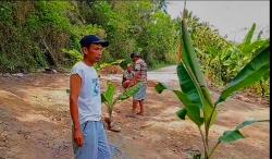 Warga Tanggamus Tanam Pohon Pisang Protes Jalan Rusak Parah