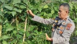 Kisah Wakapolres Polres Payakumbuh Garap Lahan Tidur 2 Hektare Jadi Kebun, Begitu Bahagia saat Panen