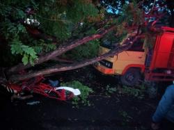 Pohon Tumbang di Kertosono Timpa Truk, Mobil dan Becak, 1 Orang Luka-luka