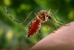 Peneliti UGM Sebut Berkat Nyamuk Wolbachia Ada Perubahan Secara Signifikan atas Penurunan Kasus DBD