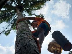 Asa dan Tetes Harapan Petani Penderes Gula Kelapa yang Bertaruh Nyawa