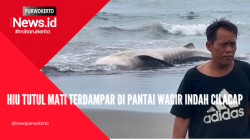 Video Hiu Tutul Mati Terdampar di Pantai Wagir Indah Cilacap