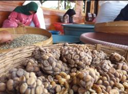 Mengenal Kopi Luwak Bondowoso, Salah Satu Kopi Termahal di Dunia