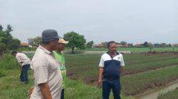 Petani di Brebes Teriak Sulit Dapat Pupuk Bersubsidi, Kartu Tani Dinilai Ribet