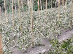 Dampak Erupsi Gunung Marapi, Petani di Agam Terancam Gagal Panen