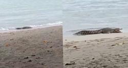 Kemunculan Buaya di Pesisir Pantai Carita Hebohkan Warga