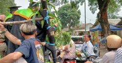 Bentuk Rasa Syukur, Wisudawan Agrorektan Universitas Subang Kovoi Bagikan Kangkung Gratis