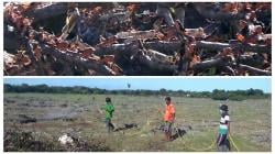 Di Sumba Timur Belalang Kembara Masih Tersisa Lebih dari 15 Juta Ekor Berkembang Biak di  Padang