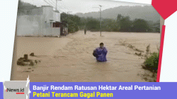 Banjir Rendam Ratusan Hektar Areal Pertanian, Petani Terancam Gagal Panen