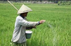 Petani Sawah di Kecamatan Sindangbarang Cianjur Selatan Kesulitan Mendapatkan Pupuk