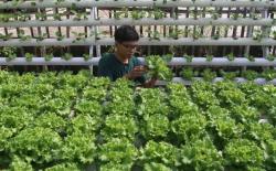 Selama 10 Tahun, Jumlah Petani Milenial di Karanganyar Meningkat Tajam