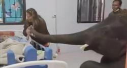 Netizen Terharu, Gajah Tengok Majikan di Rumah Sakit