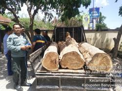 Razia di Banyuwangi Gagalkan Maling Kayu Jati Ilegal, Pelaku Pakai Mobil Suzuki Digelandang Polisi