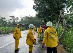 Hujan Deras Dan Angin Kencang, Pohon Tumbang Timpa Pemotor  Hingga Tewas