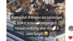 Viral, Truk Angkut Ratusan Anjing Menuju Lokasi Penjagalan di Sragen