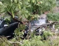 Hujan Angin Terjang Serpong, Pohon Tumbang Timpa 3 Mobil Sekaligus