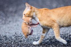 Apakah Anak Kucing Kesakitan Saat Induk Menggigit Lehernya?