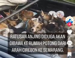 Viral Truk Pengangkut Anjing Mengarah ke Sragen? Diduga Praktik Penjagalan