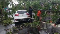 Diguyur Hujan Deras dan Angin Kencang, Pohon Tumbang Timpa Mobil di Kartasura