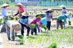 Jokowi Beri Peringatan: Jangan Sampai Pupuk Subsidi Dijual ke Bukan Petani !