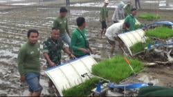 Jaga Ketahanan Pangan Nasional, Pangkostrad Tanam Perdana Padi Seluas 15 Ha di Subang