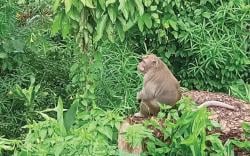 Diduga Turun Gunung, Monyet Teror Warga di Sragen Masuk Pekarangan dan Curi Buah