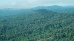 Termasuk Aceh, 10 Daerah Penghasil Hutan dan Pemanfaatannya Terbesar di Indonesia