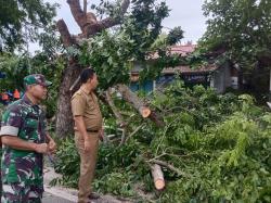 Pemkab Serang Bersih-Bersih, Pohon Rapuh Disepanjang Jalan Kawasan Wisata Pantai Anyer