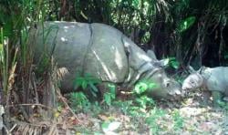 Gawat! HMI Pandeglang Sebut 15 Badak di Ujung Kulon Dicuri, Benarkah?