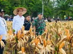 Inilah Daerah Penghasil Jagung Terbesar di Indonesia