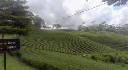 Satu-satunya di Banten, Kebun Teh Cikuya Jadi Daya Tarik Wisatawan