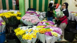 Beragam Jenis Bunga Indah Dapat Dijumpai di Pasar Bunga Rawa Belong