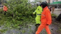 Cuaca Ekstrem, Pohon Besar Tumbang di Jeneponto Timpa Pengendara