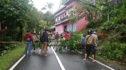 Pohon Tumbang Akses Kendaraan Cibinong Cianjur Sempat Macet