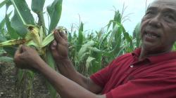 Ribuan Hektar Tanaman Jagung di Grobogan Membusuk Terserang Ulat dan Virus