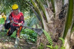 Harga Sawit di Tingkat Petani di Riau Naik, Segini Besarannya