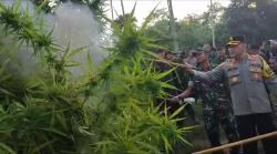 Personel Gabungan BNN dan TNI - Polri Musnahkan 2 Hektare Ladang Ganja di Aceh