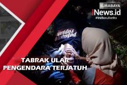 Tabrak Ular Pengendara Terjatuh