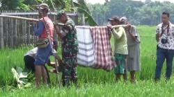 Petani Tewas Tersengat Aliran Listrik Jebakan Tikus yang Dipasang di Sawah 