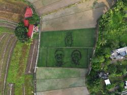 Keren! Bukti Cinta Seniman Semarang, Lukis Wajah Ganjar-Mahfud dengan Media Padi di Sawah