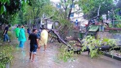 Pohon Tumbang di Jalan Kesehatan Tanah Sereal Timpa Satu Motor