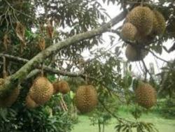 Atap Rumah Warga di Kecamatan Baros Hancur Tertimpa Buah Durian Runtuh