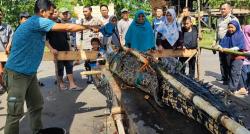 Buaya 3 Meter Dipasung Jadi Tontonan Warga 