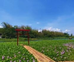 Sugoi! Suasana Dusun Kecil Yogyakarta Ini Berasa Seperti di Jepang