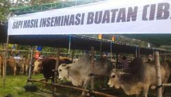 10.520 Ekor Sapi di Sumedang Kawin Suntik Demi Tingkatkan Produktivitas Ternak