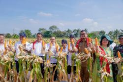 Panen Jagung bersama Bobby Nasution, Menteri Pertanian: Ini Luar Biasa, Semoga Hentikan Impor