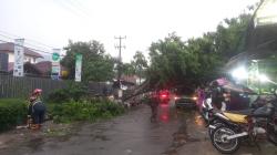 Pohon Tumbang Timpa 1 Unit Minibus di Jalan Raya Cibatu -Limbangan Garut