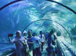 Tahun Baru Imlek 2575 Kongzili, Sea World Ancol Tampilkan Barongsai dan Berbagai Jenis Ikan