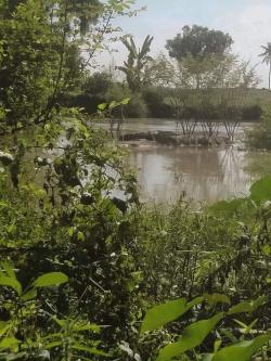 Geger! Kemunculan Buaya di Sungai Belitang, Pihak Terkait Diminta Tanggap Sebelum Ada Korban